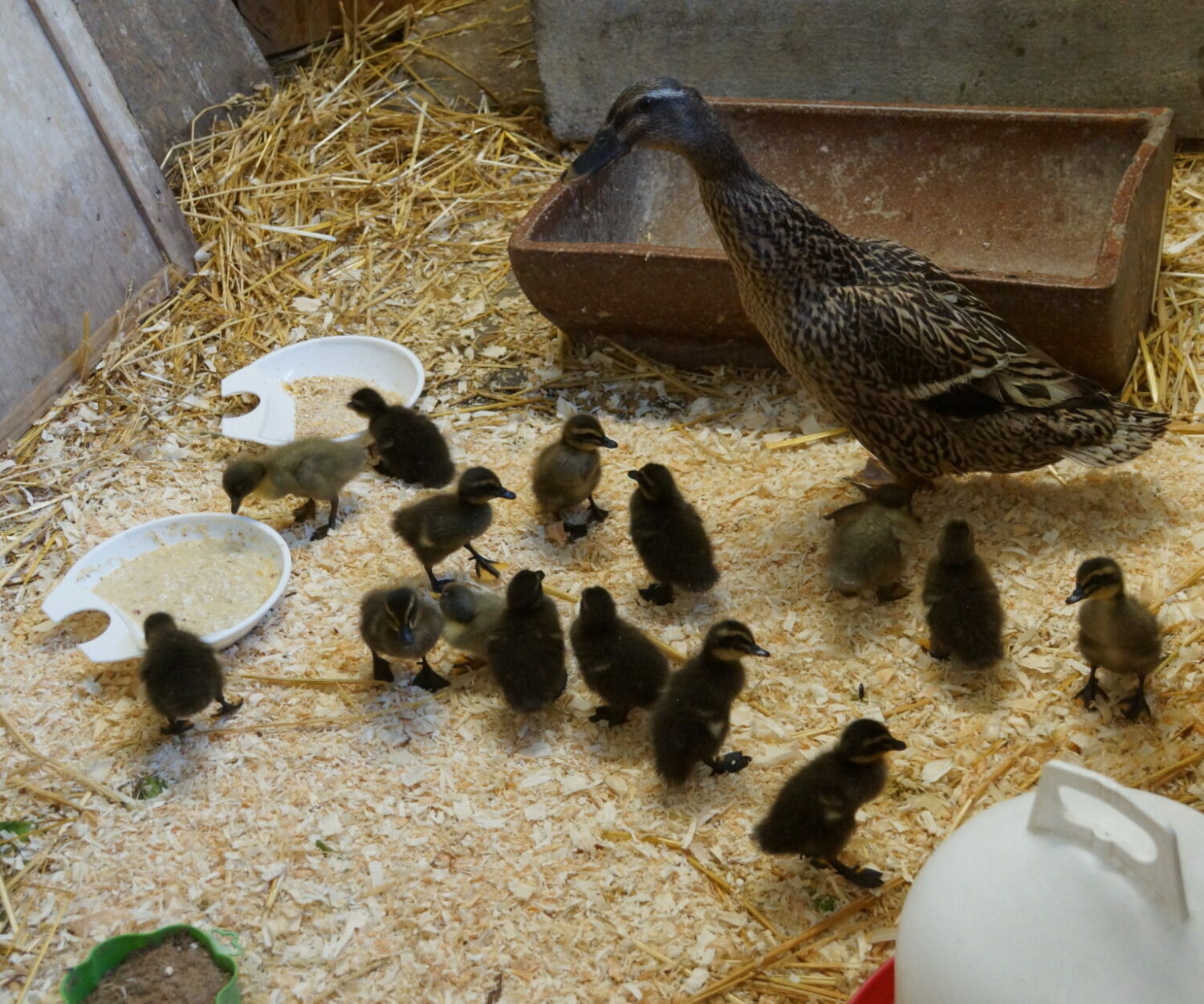 Die junge Entenfamilie