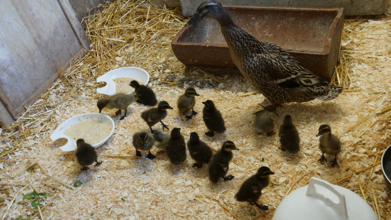 Die junge Entenfamilie