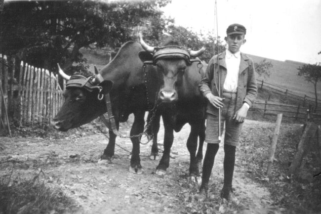 Georg mit Fahrochsen